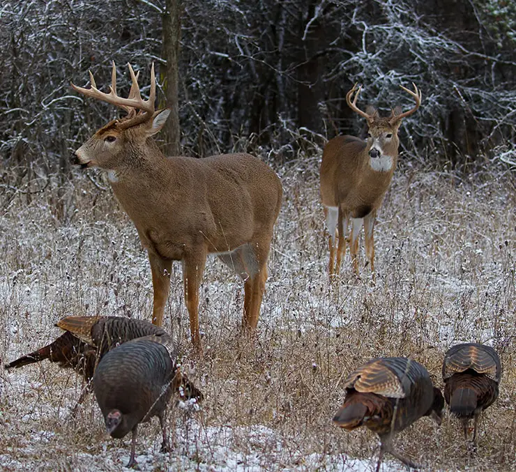 natural wildlife resources southern illinois