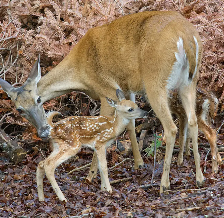 increase wildlife diversity southern illinois