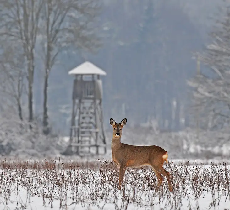 hunting properties southern illinois