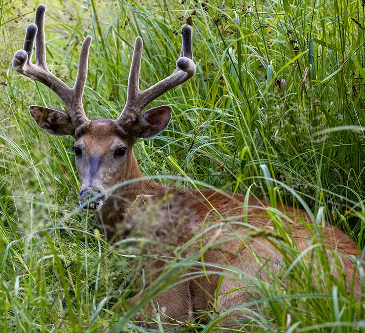 wildlife and habitat management plans southern il