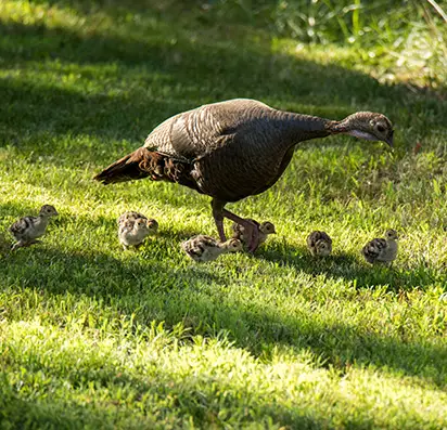 habitat assessment southern illinois