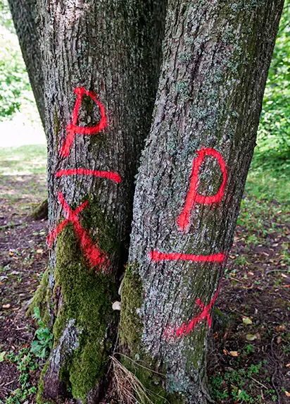 habitat management plan tree removal southern illinois