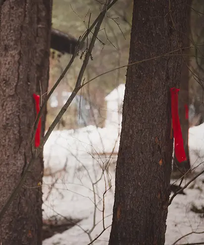 timber stand improvements southern il