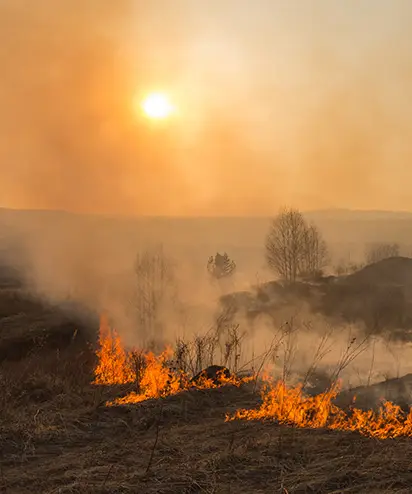 regenerate desired wildlife species southern illinois