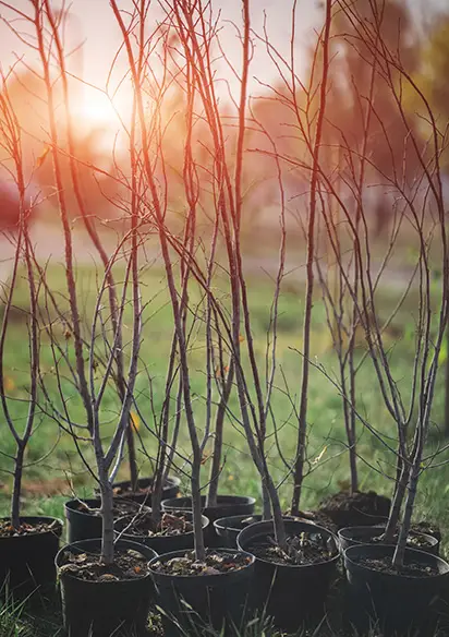 removing invasive species southern illinois