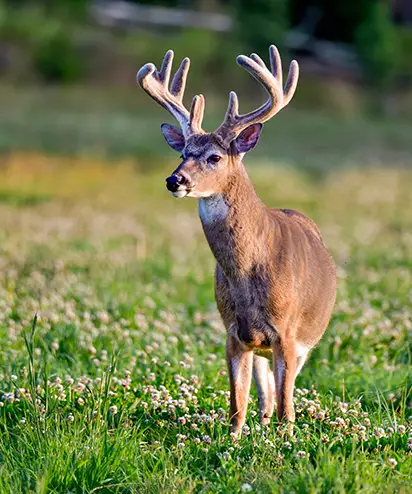 animal foraging plots southern illinois