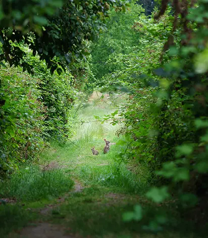 maintaining food plot southern il