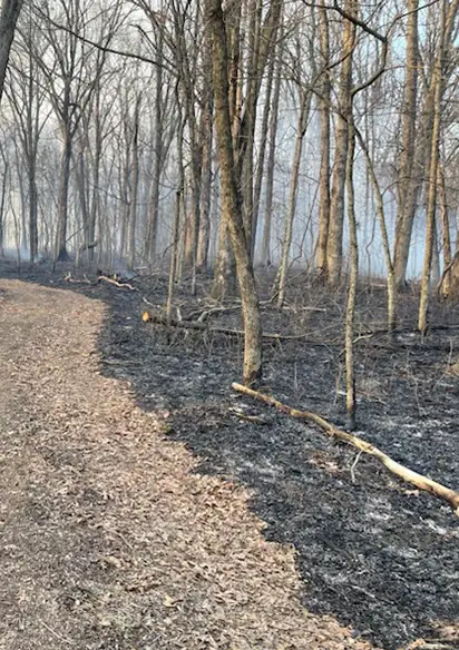 prescribed burning hardwood timber southern il