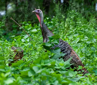 nesting cover enhancements southern il