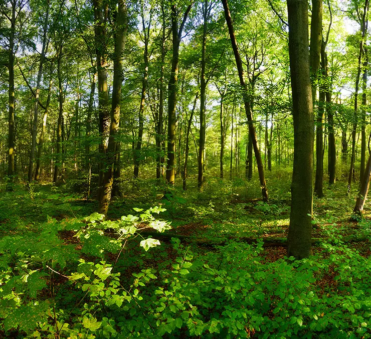 forestry improvement southern il